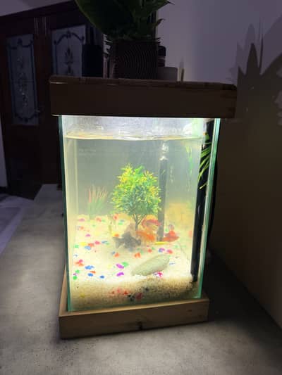 Aquarium with fishes for sale