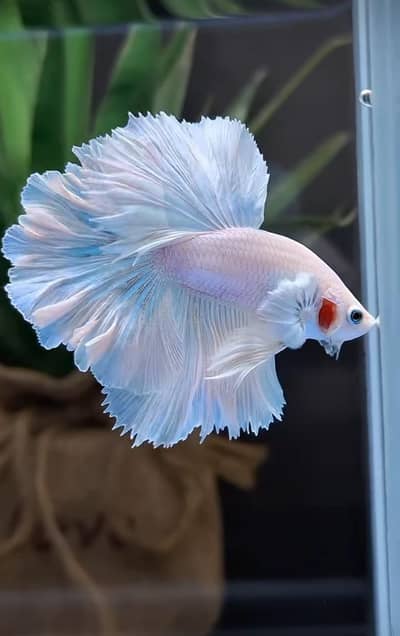 Fish and aquarium Munseeb price 03268301979