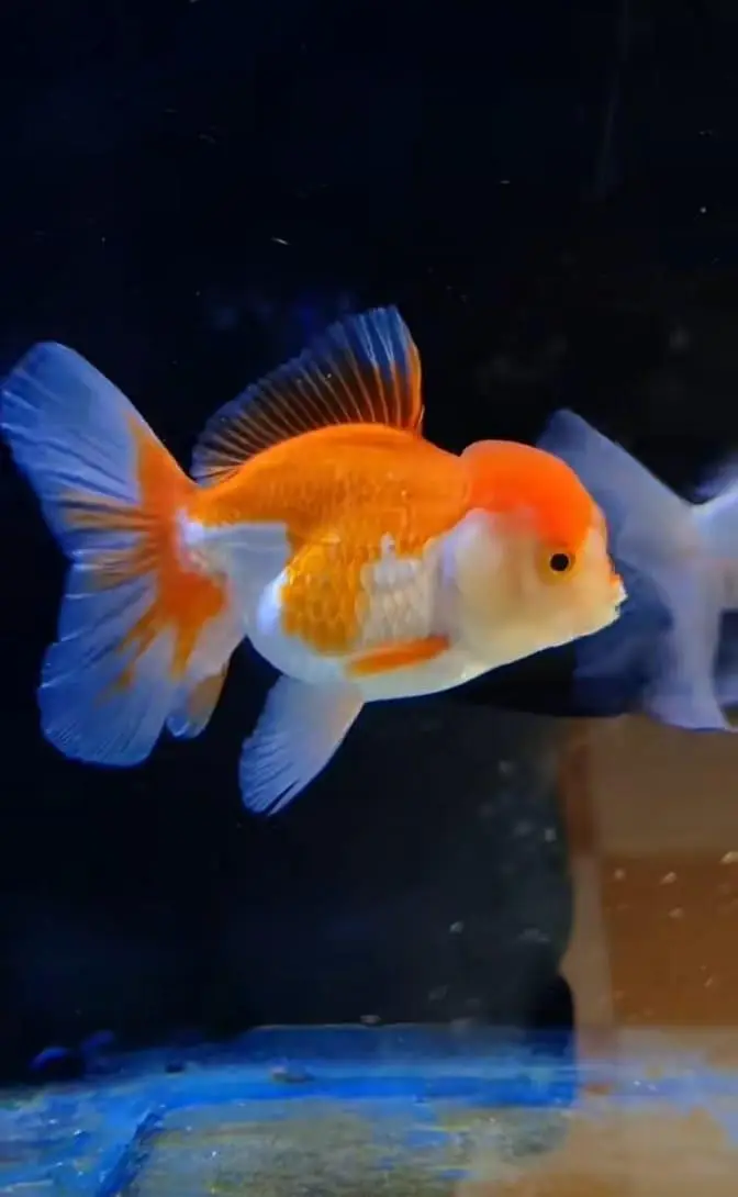 Fish and aquarium Munseeb price 03268301979 — photo 2
