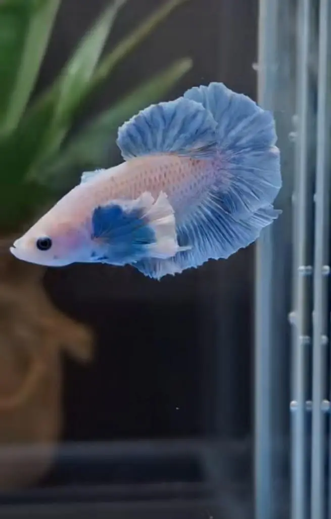 Fish and aquarium Munseeb price 03268301979 — photo 5