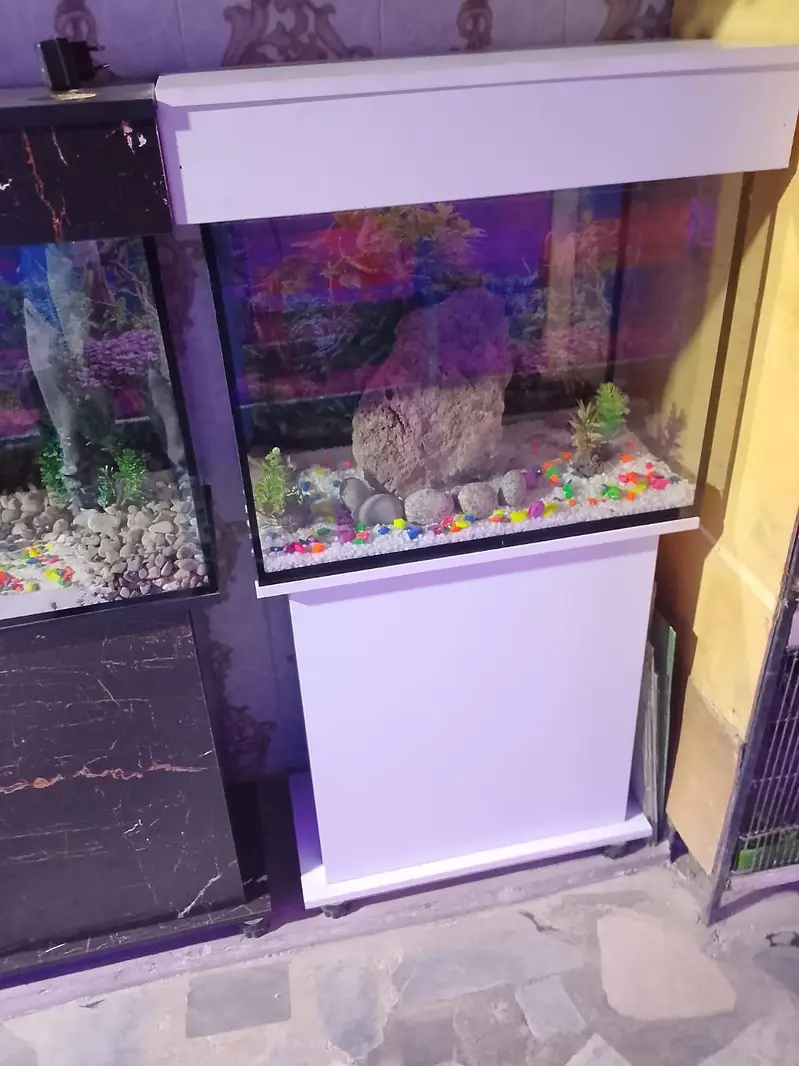Fish and aquarium Munseeb price 03268301979 — photo 7