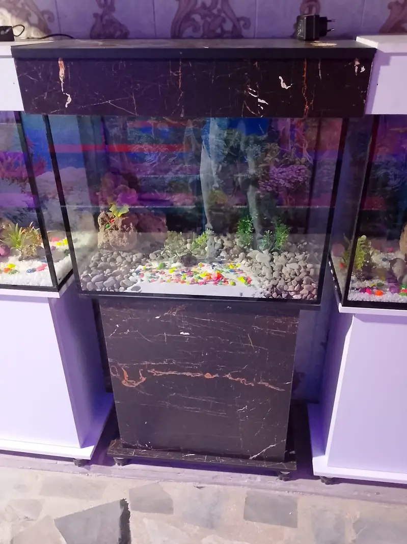 Fish and aquarium Munseeb price 03268301979 — photo 8