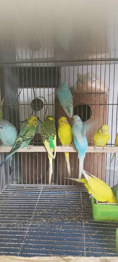Australian birds