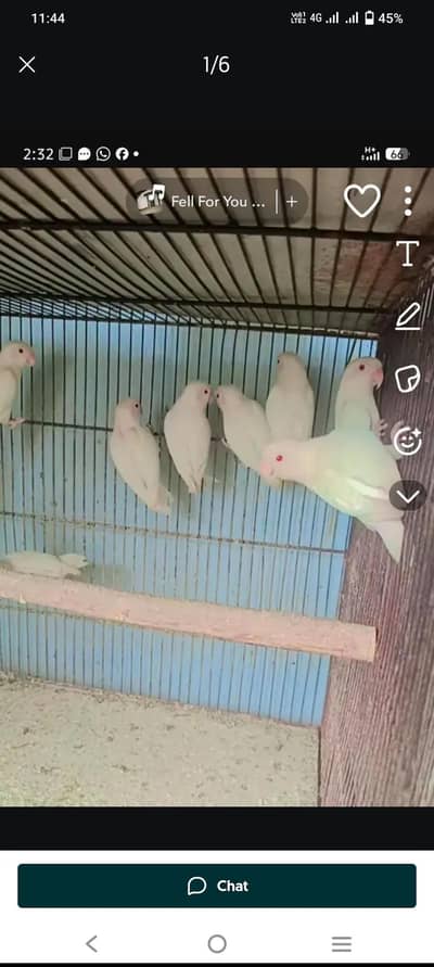 ALBINO RED EYES N DECINO N CREMINO MIX LOVE BIRDS