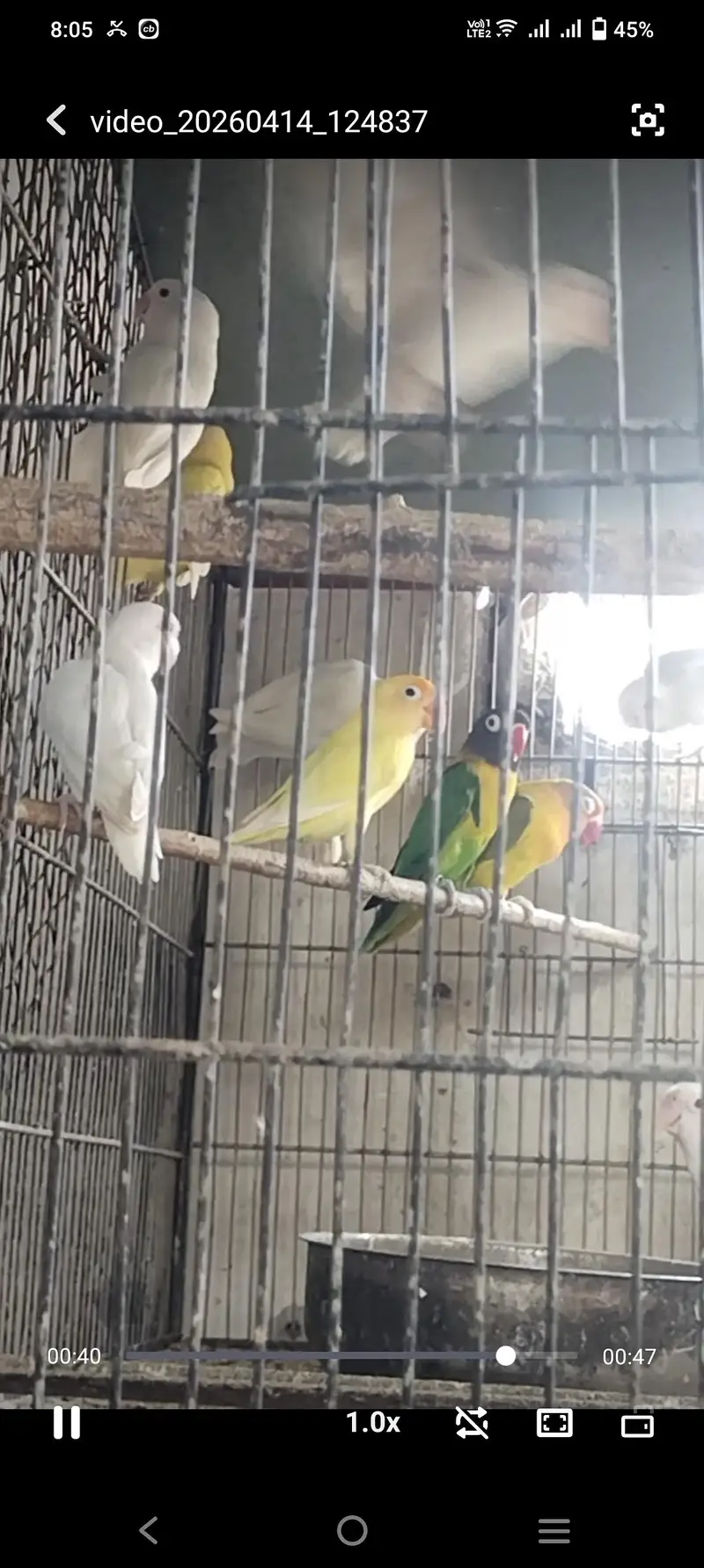 ALBINO RED EYES N DECINO N CREMINO MIX LOVE BIRDS — photo 2