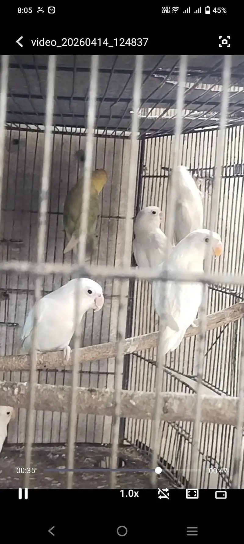 ALBINO RED EYES N DECINO N CREMINO MIX LOVE BIRDS — photo 3