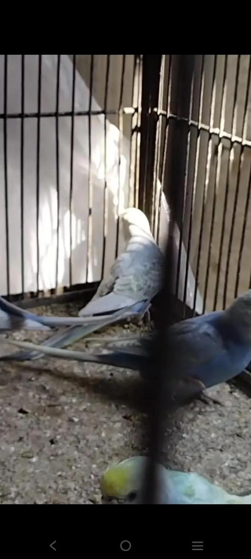ALBINO RED EYES N DECINO N CREMINO MIX LOVE BIRDS — photo 4