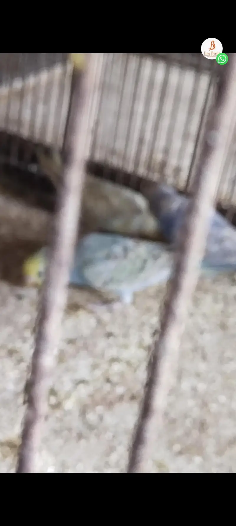 ALBINO RED EYES N DECINO N CREMINO MIX LOVE BIRDS — photo 5