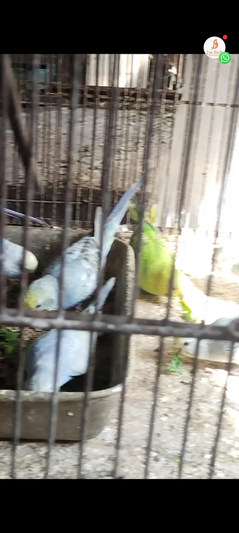 ALBINO RED EYES N DECINO N CREMINO MIX LOVE BIRDS — photo 6