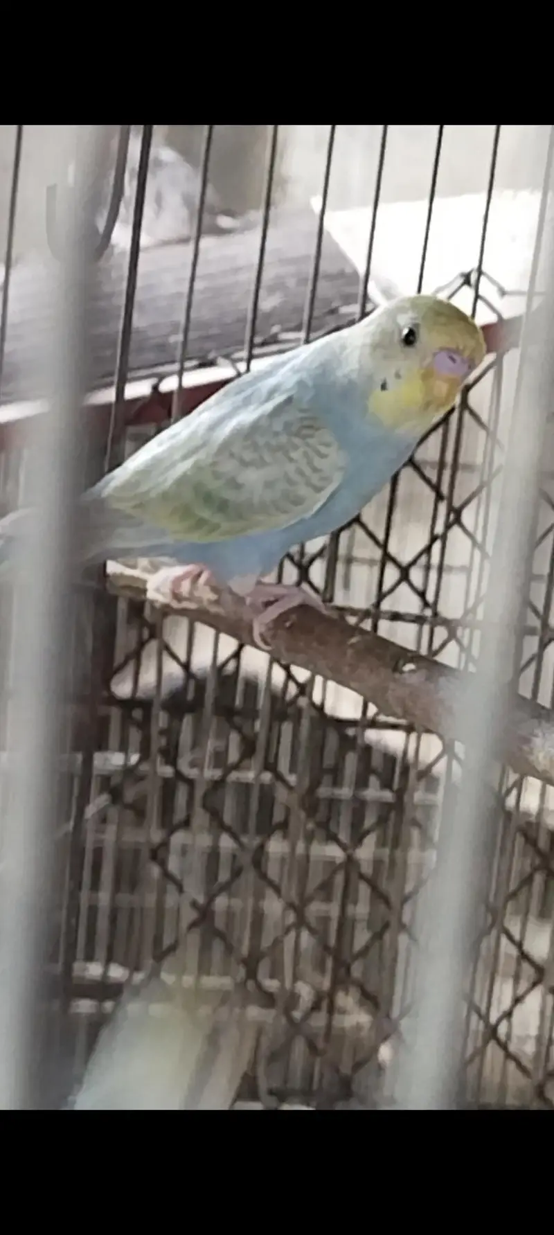 ALBINO RED EYES N DECINO N CREMINO MIX LOVE BIRDS — photo 7