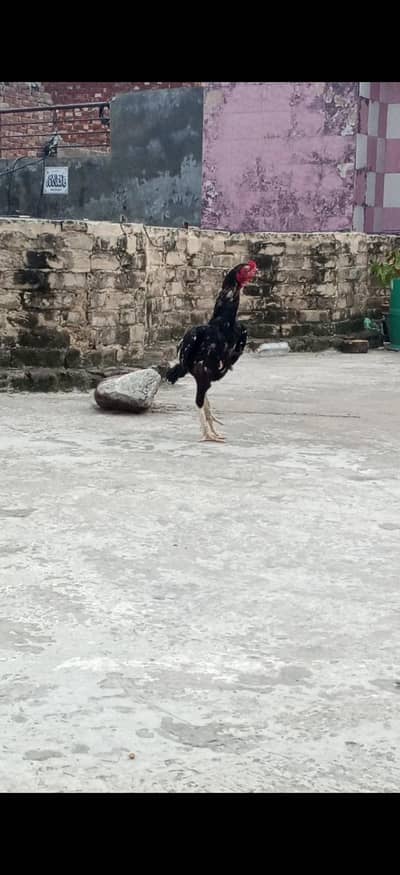 Black Java Aseel
