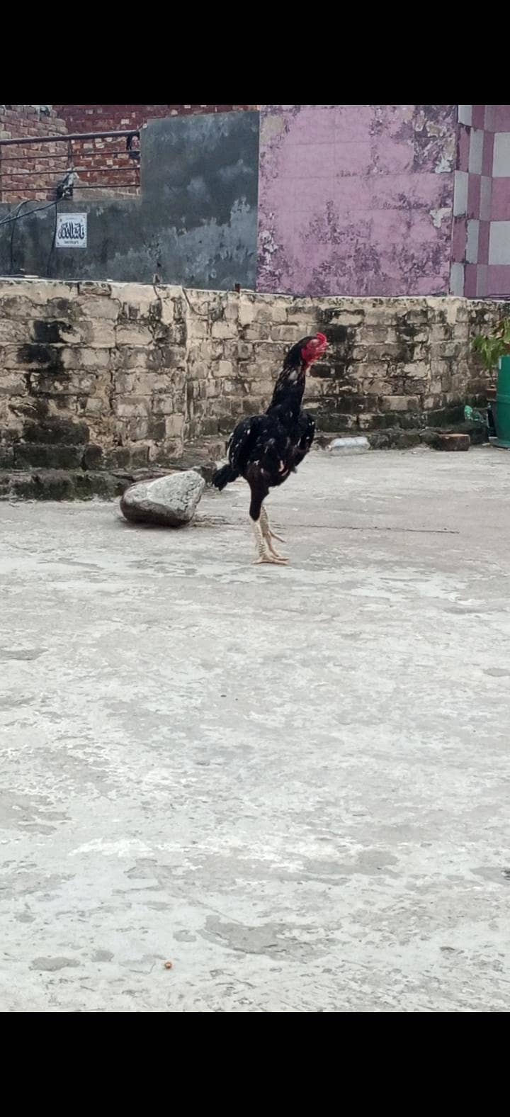 Black Java Aseel 0