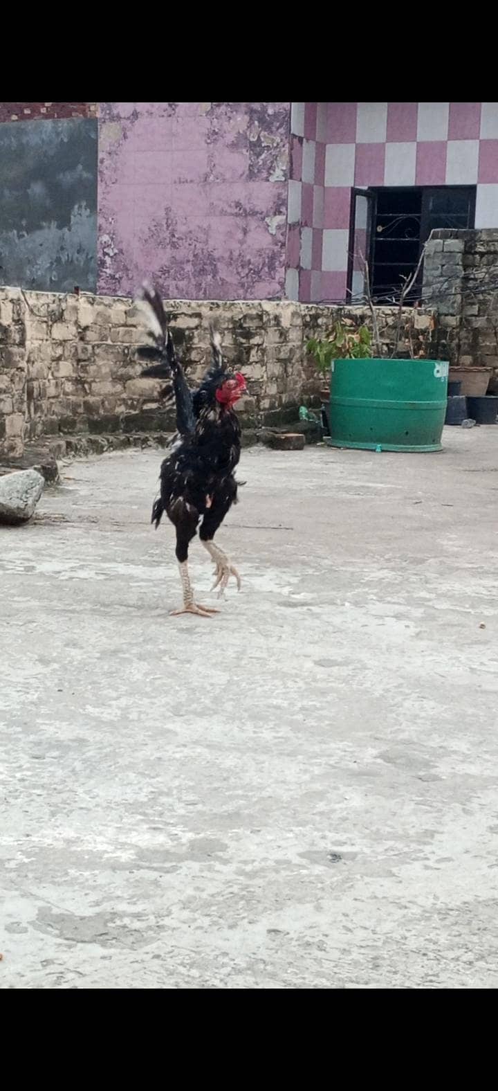 Black Java Aseel 1