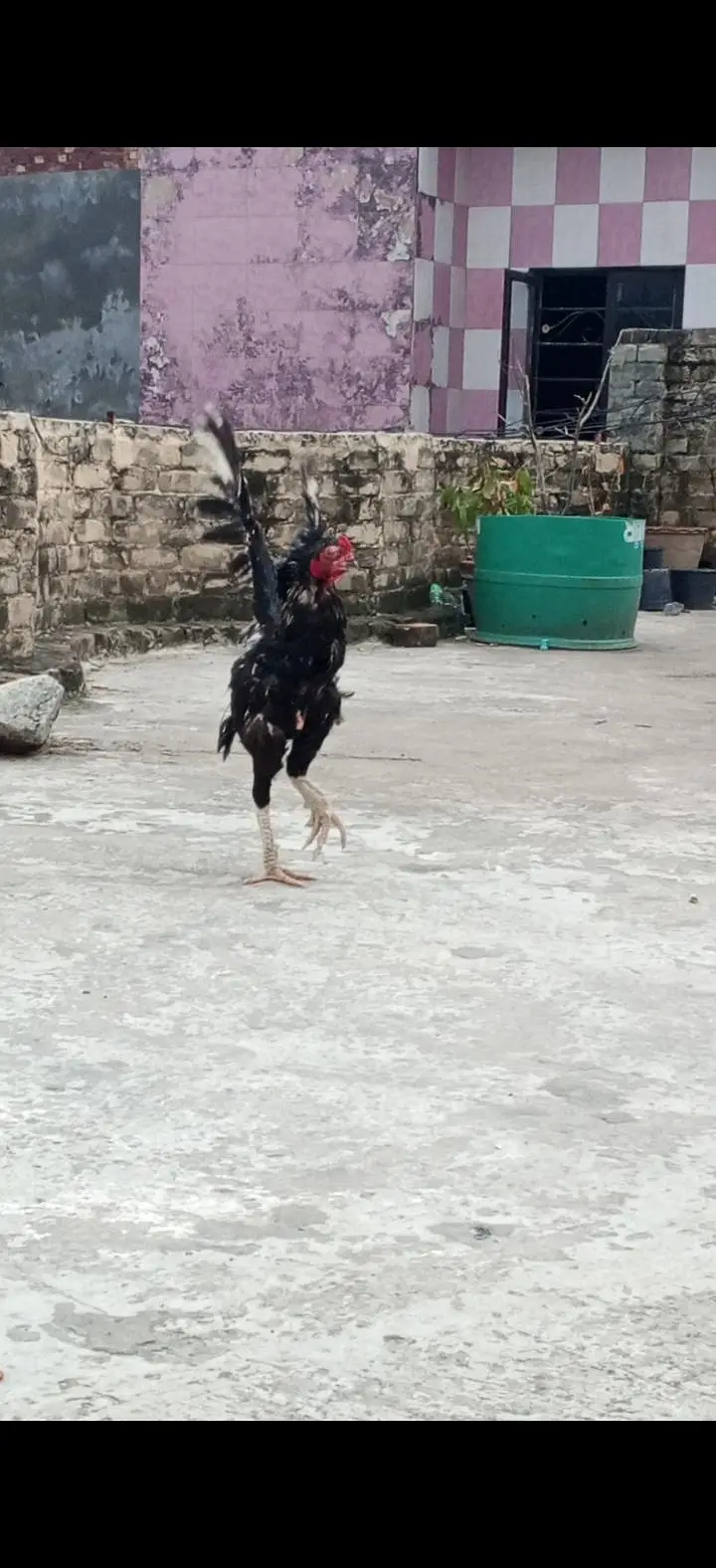 Black Java Aseel — photo 2