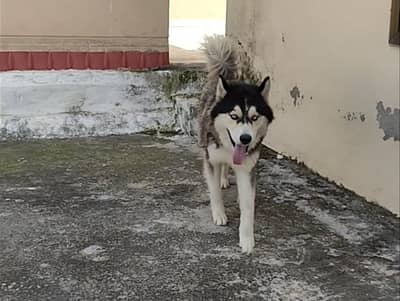 Friendly Dog