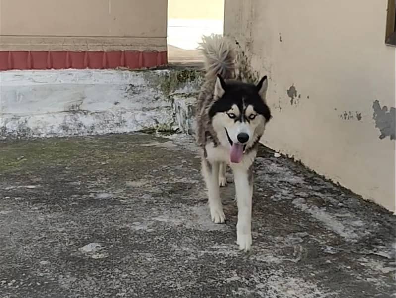 Friendly Dog 0