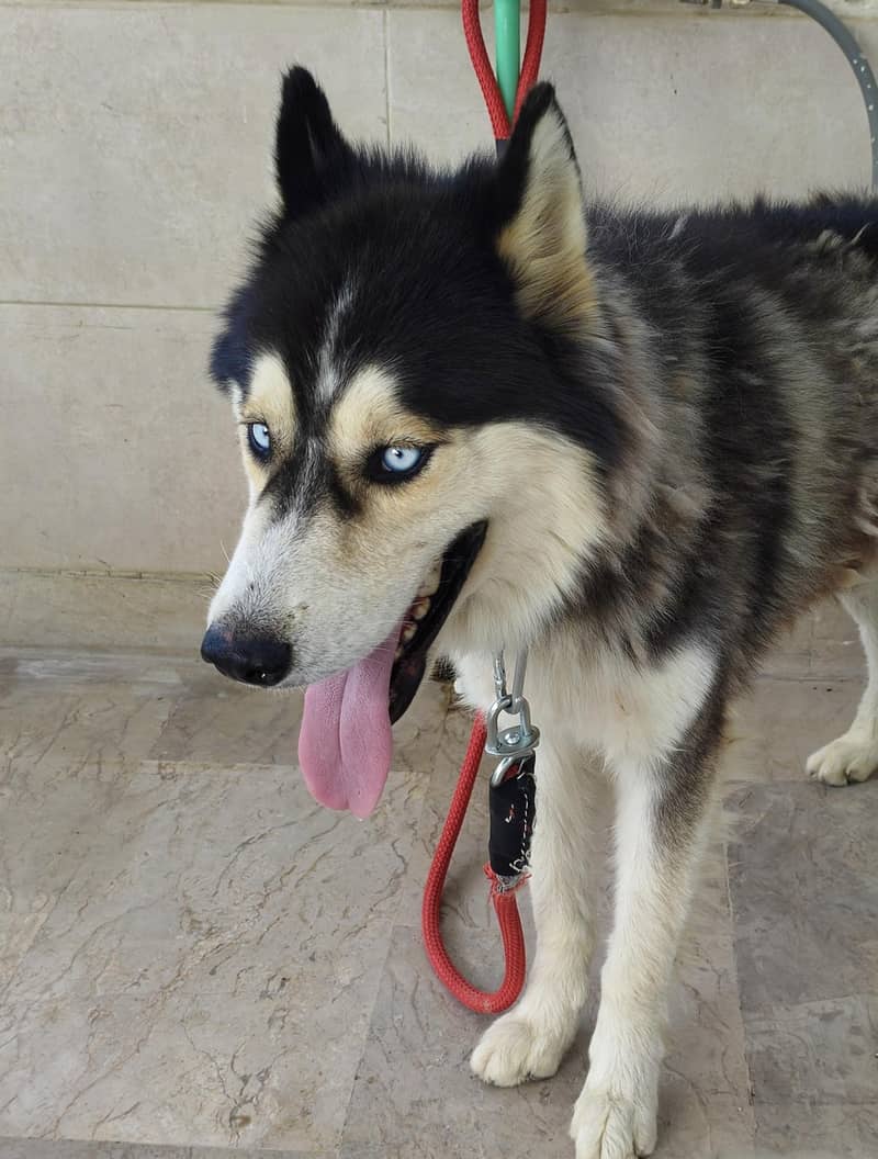 Friendly Dog 1