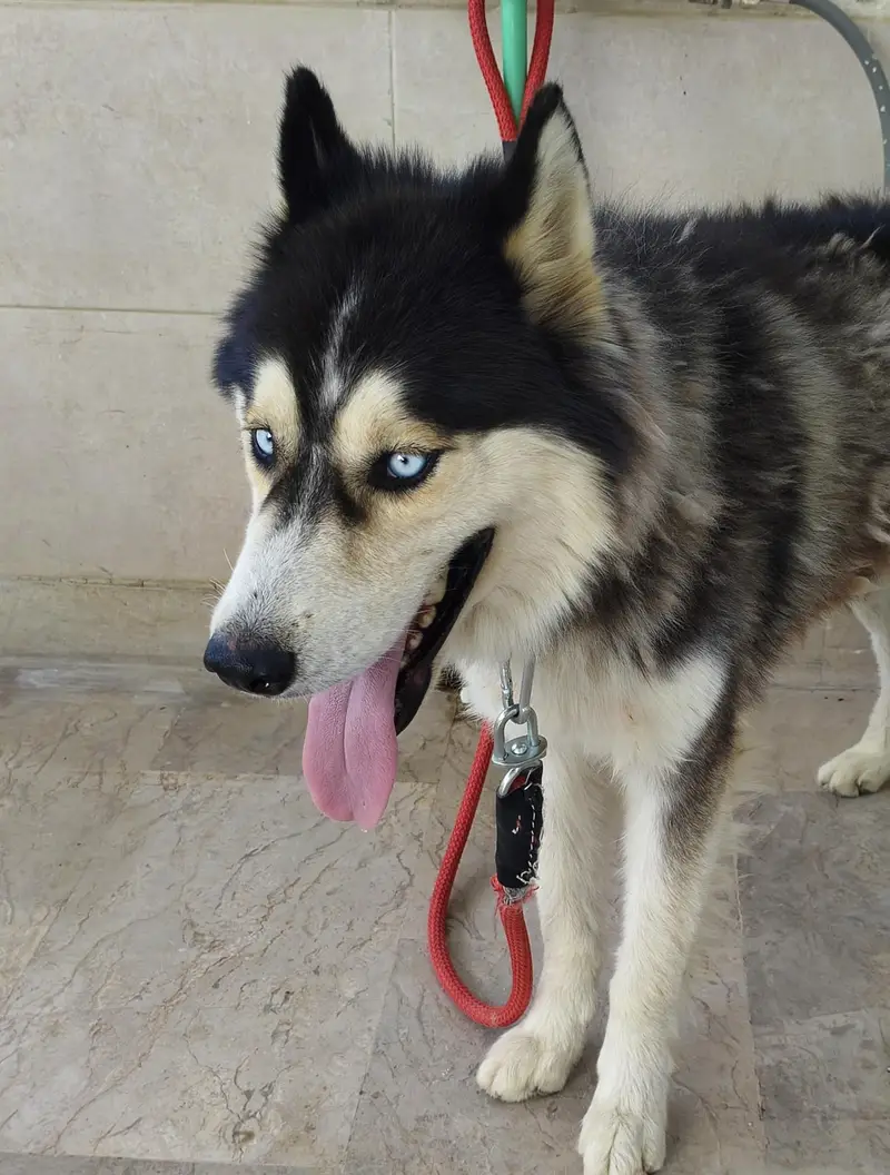 Friendly Dog — photo 2