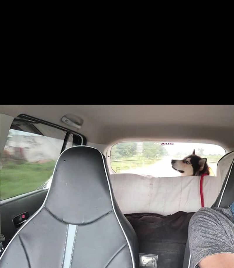 Friendly Dog 2