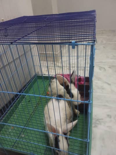 rabbit 1 pair