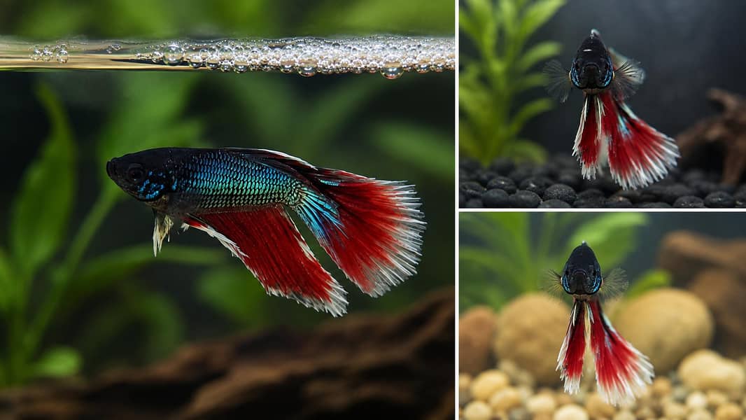 Betta fish 0