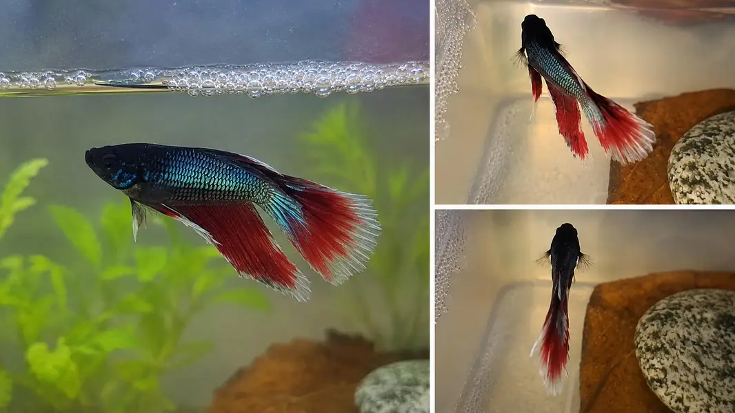 Betta fish — photo 2