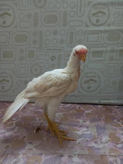 paper   White  Indian parrot back