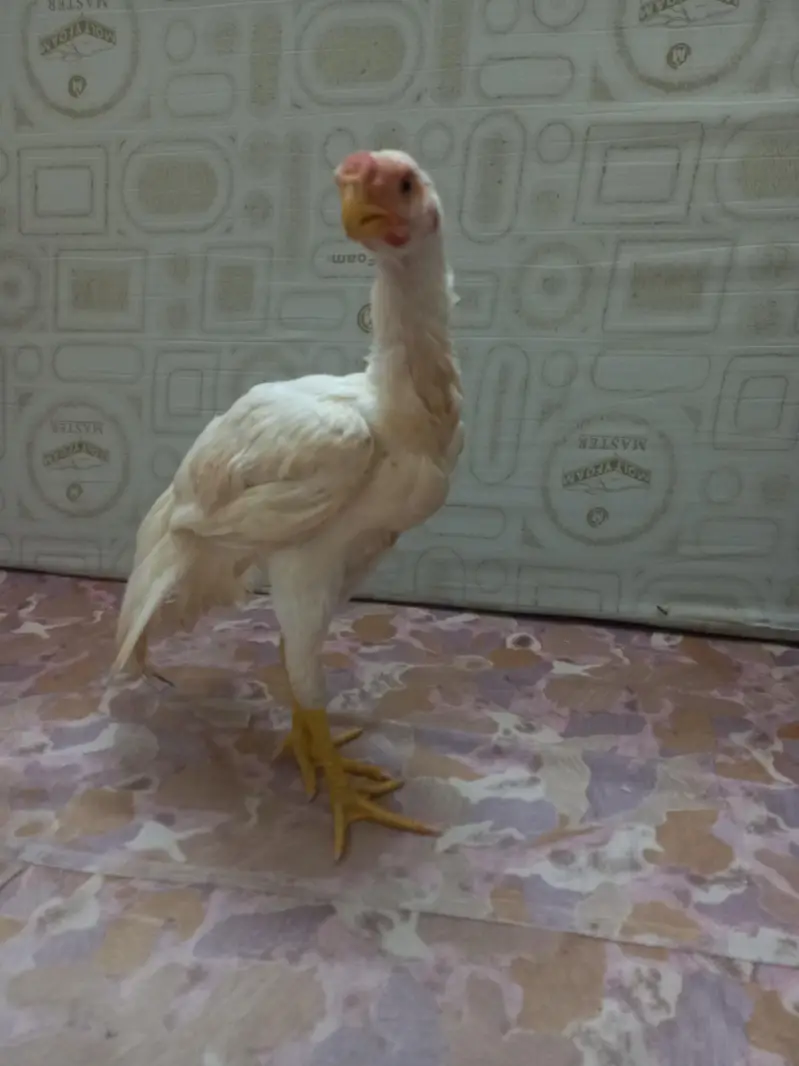 paper   White  Indian parrot back — photo 2