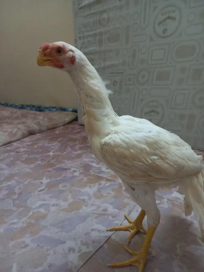 paper   White  Indian parrot back — photo 3