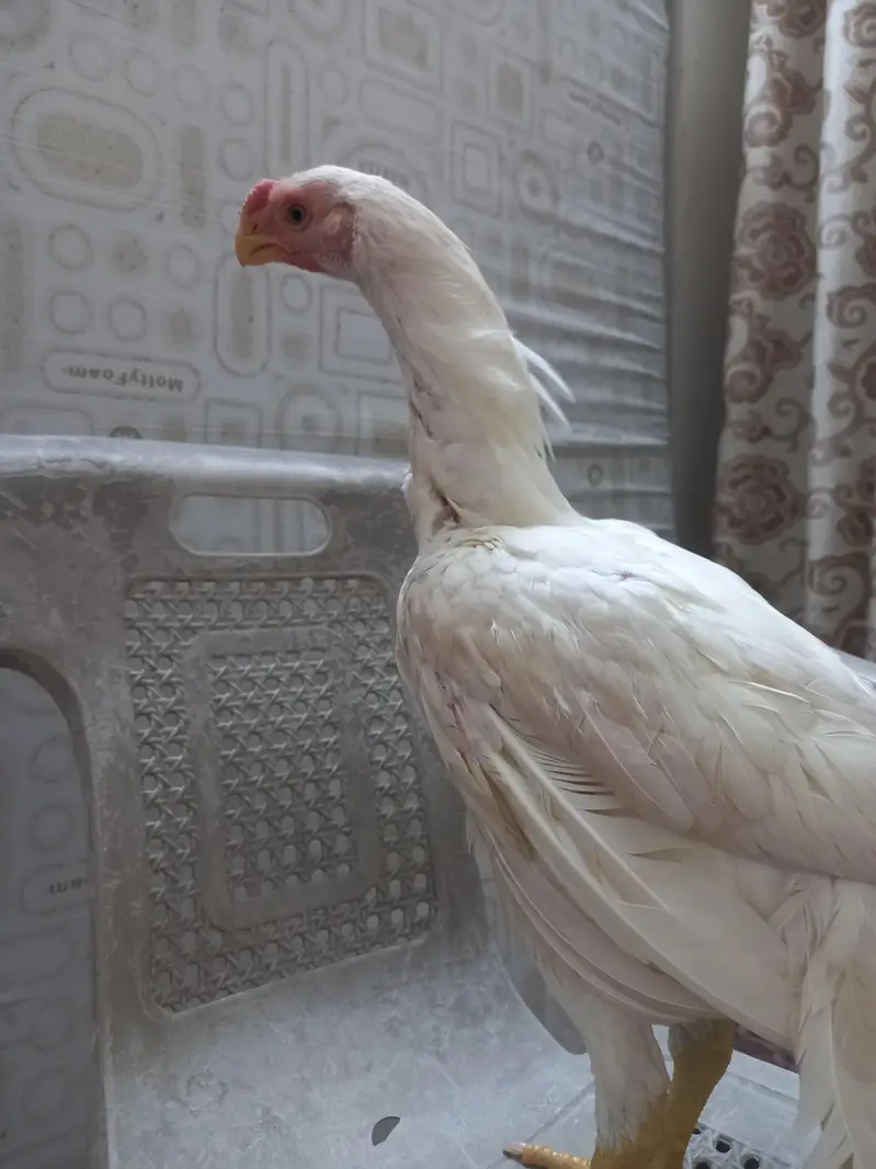 paper   White  Indian parrot back — photo 4