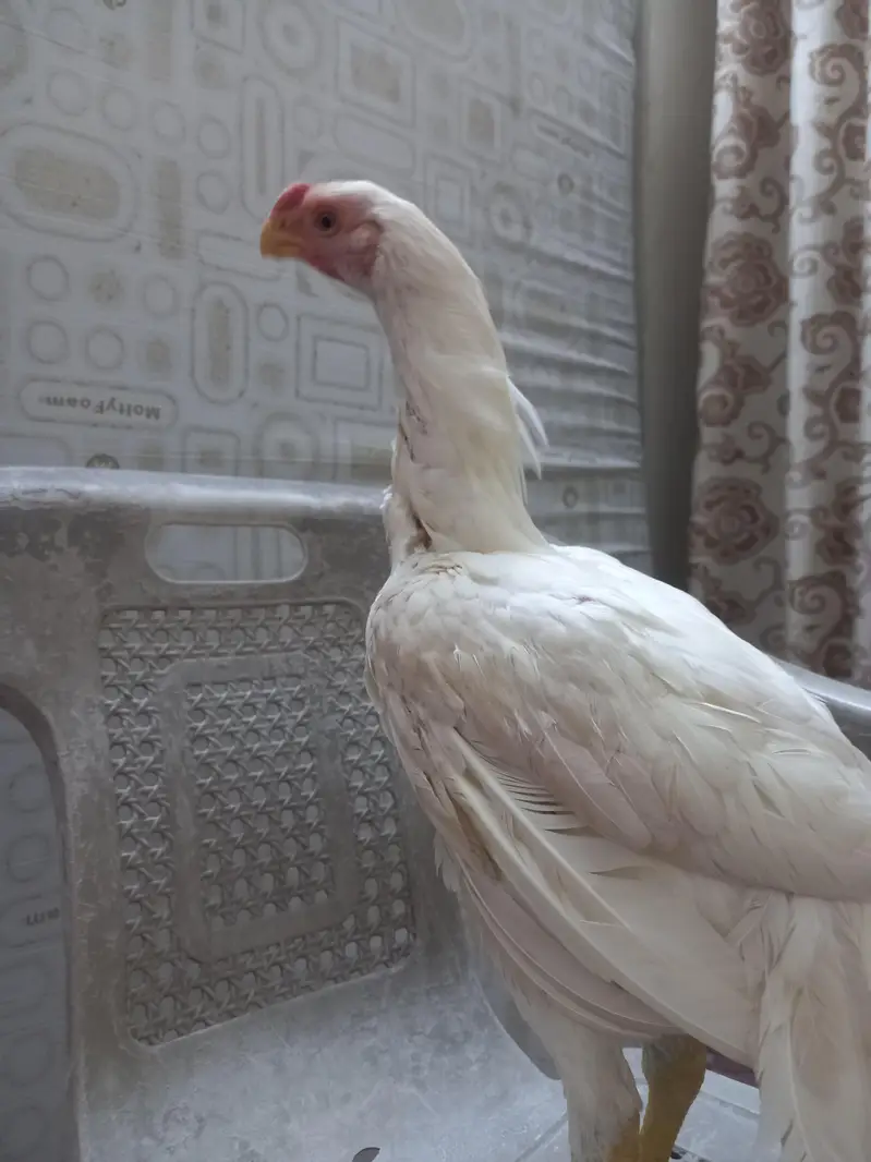 paper   White  Indian parrot back — photo 7