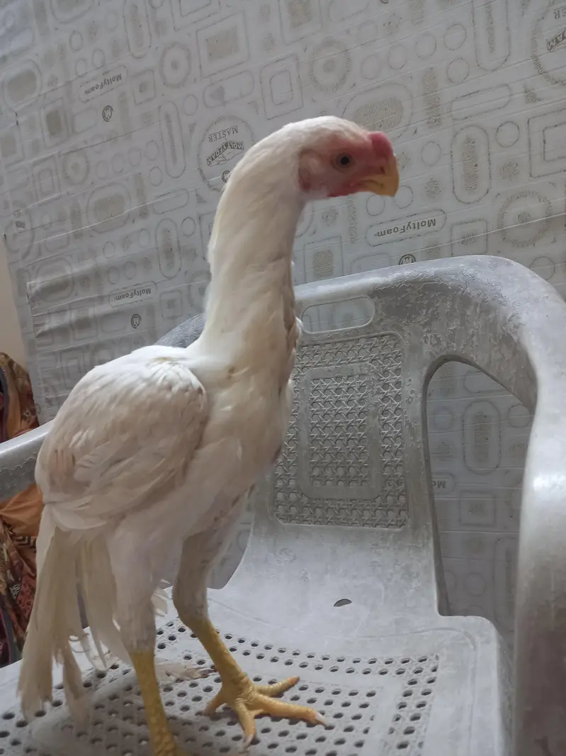 paper   White  Indian parrot back — photo 9
