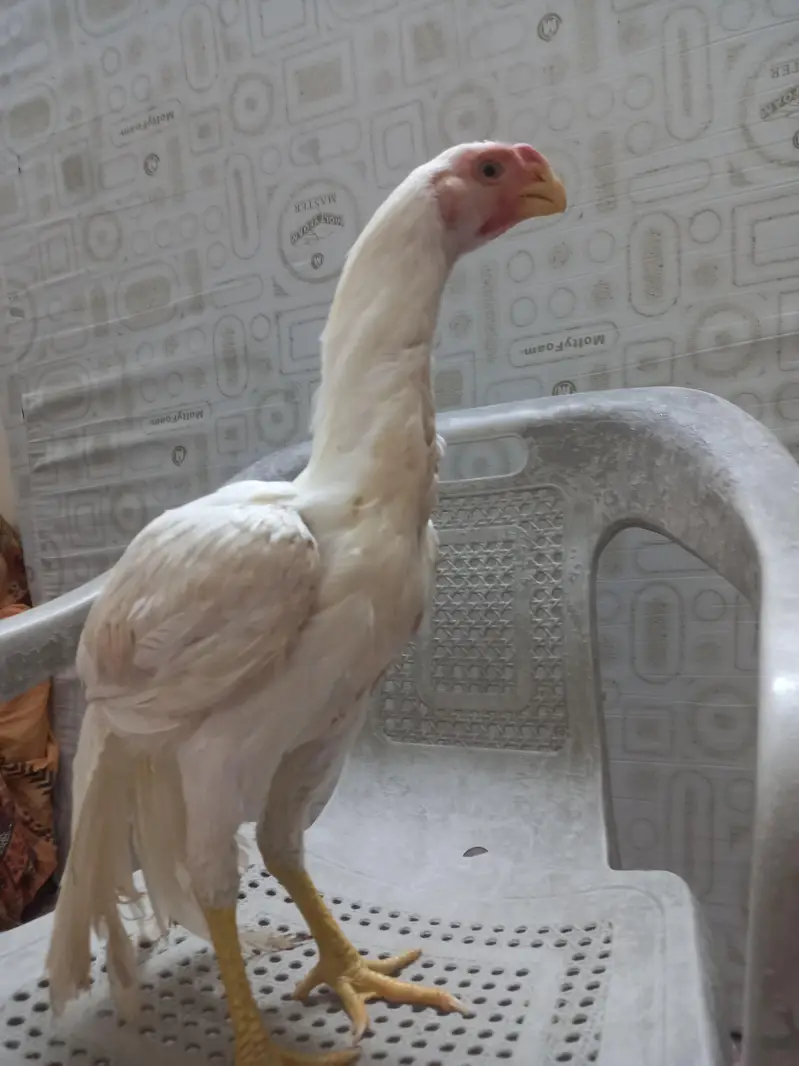 paper   White  Indian parrot back — photo 10