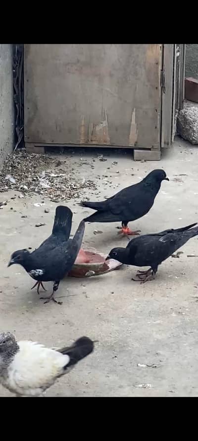 Kale Desi Kachpare