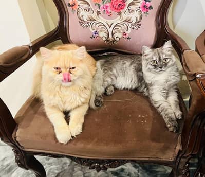 Persian Cats Pair For Adoption