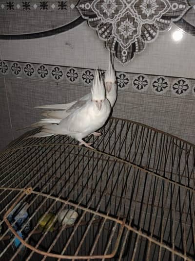 cocktail pair with cage