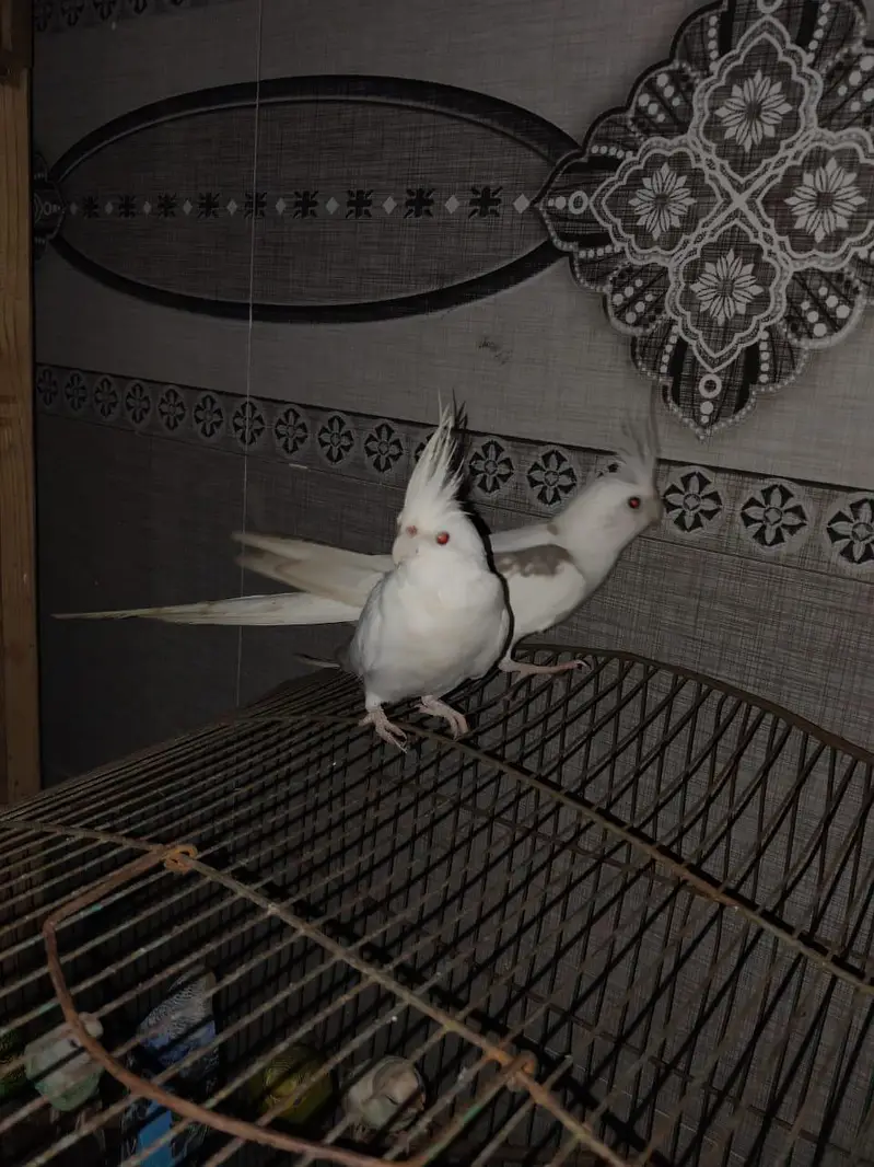 cocktail pair with cage — photo 2