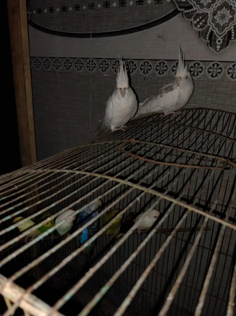 cocktail pair with cage — photo 3