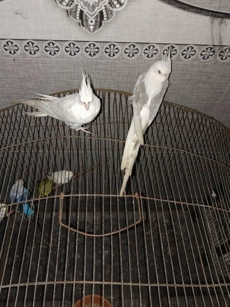 cocktail pair with cage — photo 4