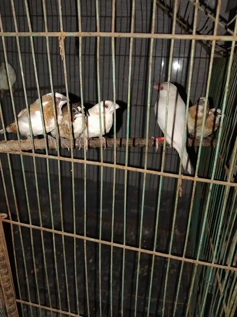 cocktail pair with cage — photo 5