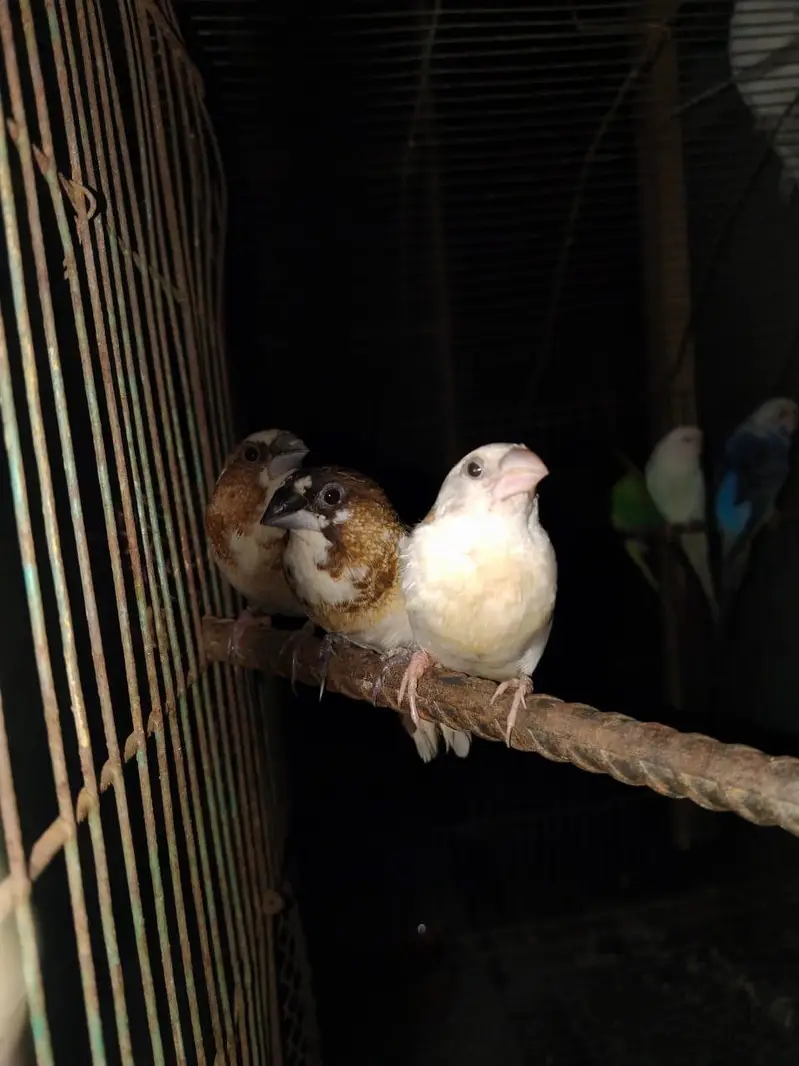 cocktail pair with cage — photo 6
