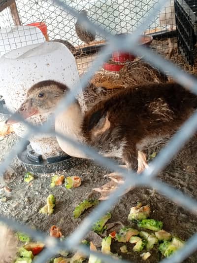 Healthy and active ducks