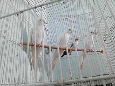 Ino Cockatiels Pathay