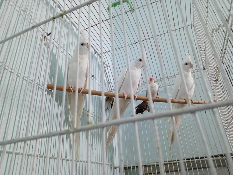 Ino Cockatiels Pathay — photo 2
