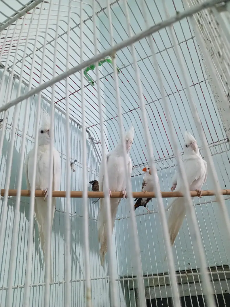 Ino Cockatiels Pathay — photo 3
