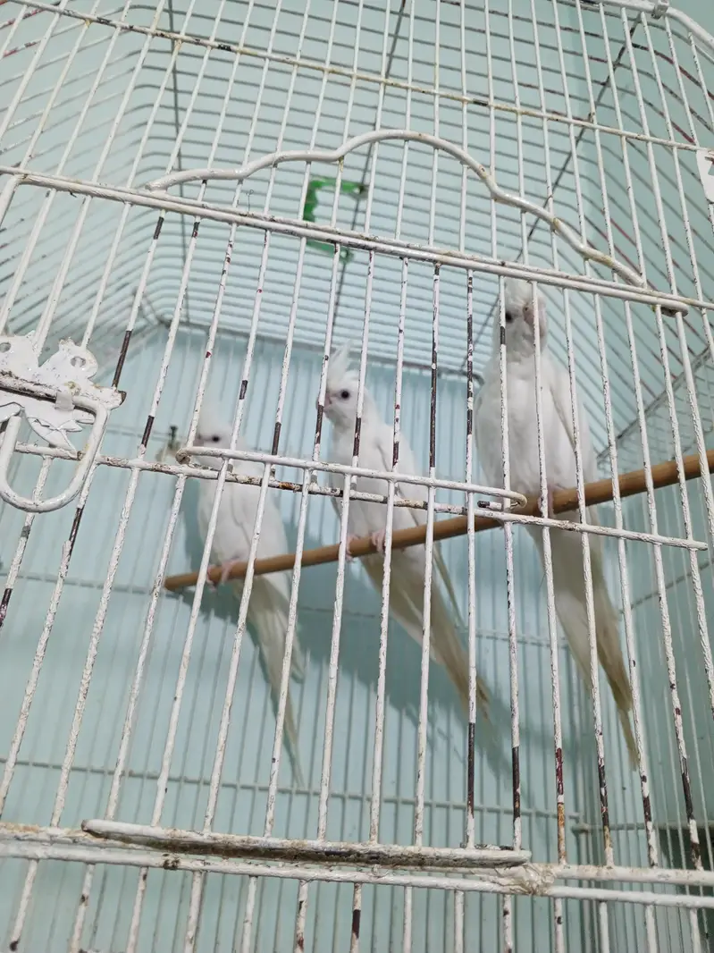 Ino Cockatiels Pathay — photo 4
