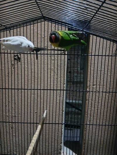 breeder pair