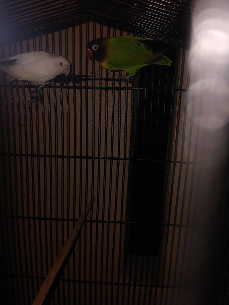 breeder pair 1