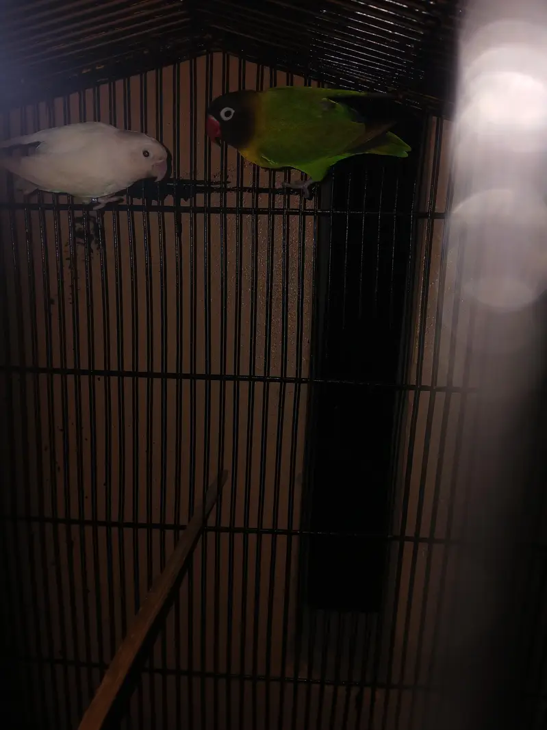 breeder pair — photo 2