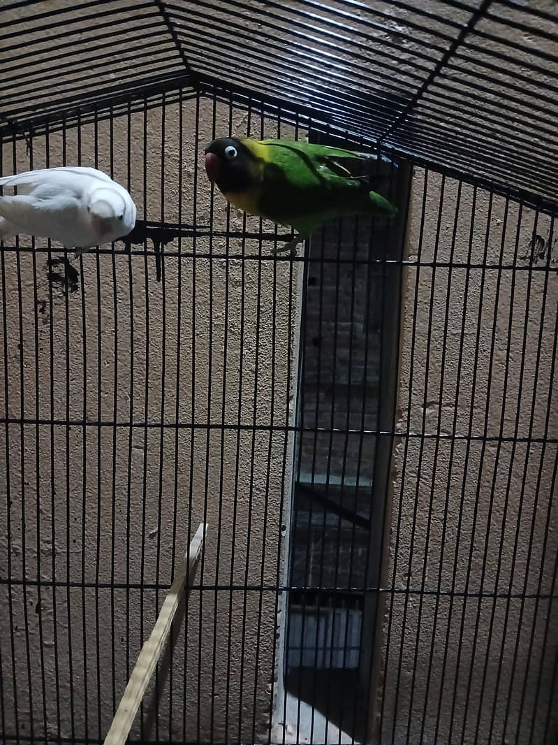 breeder pair 2